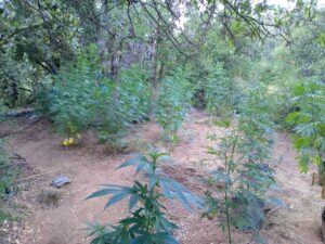 MÁS DE 3.500 PLANTAS DE MARIHUANA INCAUTADAS EN LIMACHE Y LA LIGUA