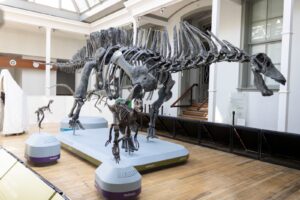 Museo de Historia Natural de Valparaíso reabre sus puertas con exhibición “Dinosaurio más allá de la extinción”