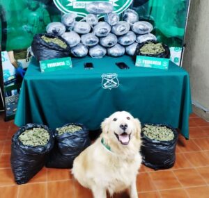 NOGALES: MÁS DE 40 KILOS DE MARIHUANA TRANSPORTABA CONDUCTOR POR LA RUTA 5 NORTE