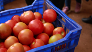 FIESTA DEL TOMATE LIMACHINO 2024: CONMEMORACIÓN DEL RESCATE DEL FRUTO Y VALORIZACIÓN DE LA TRADICIÓN CAMPESINA