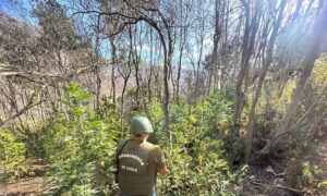OS7 ACONCAGUA CAPTURA A AGRUPACIÓN DEDICADA AL CULTIVO, VENTA Y COMERCIALIZACIÓN DE CANNABIS SATIVA