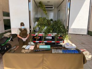 SORPRENDEN A SUJETOS CARGANDO UN CAMIÓN CON MATAS DE MARIHUANA EN QUINTERO: HAY TRES DETENIDOS
