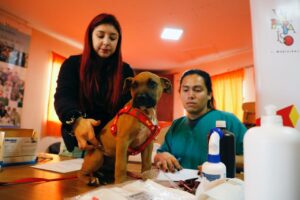 Nueva clínica veterinaria municipal porteña tendrá enfoque principal en animales sin dueño y se ubicará en Av. Brasil