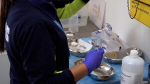 Servicio de Salud Viña del Mar Quillota Petorca activa SAPUS transitorios durante época estival