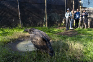 Cóndor que nació en Parque Zoológico de Quilpué es enviado a Centro de Rehabilitación de aves rapaces y avanza su liberación