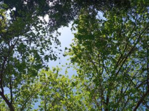 Día Nacional del Medio Ambiente: Desde la paradoja de Tantauco a la coexistencia sistémica