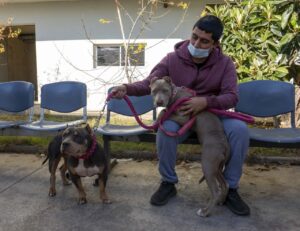 MUNICIPIO DE VIÑA DEL MAR AVANZA EN OPERATIVOS DE ESTERILIZACIÓN MASIVA DE MASCOTAS PARA CONTRIBUIR CON LA TENENCIA RESPONSABLE