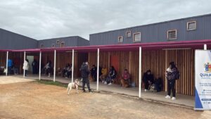 Municipalidad de Quilpué realiza más de 300 esterilizaciones gratuitas para perros y gatos